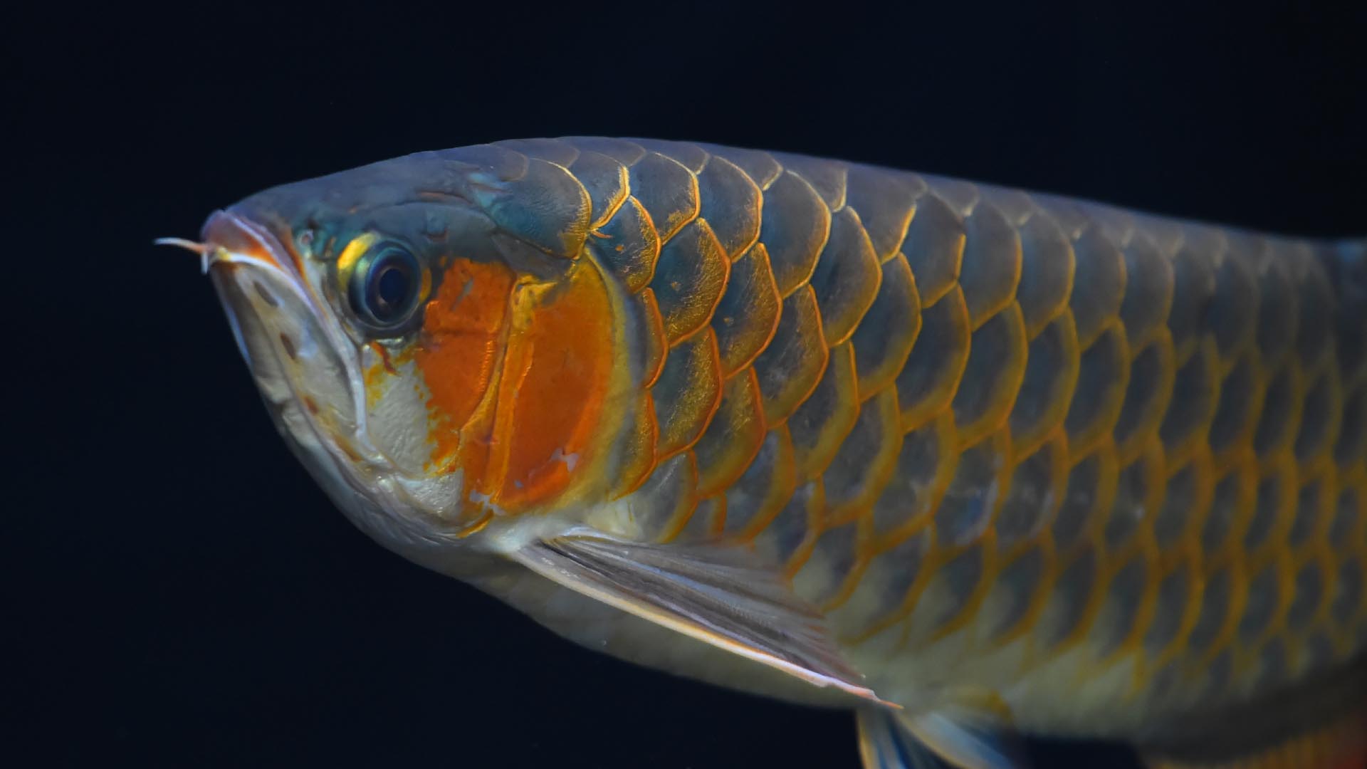 アジアアロワナ