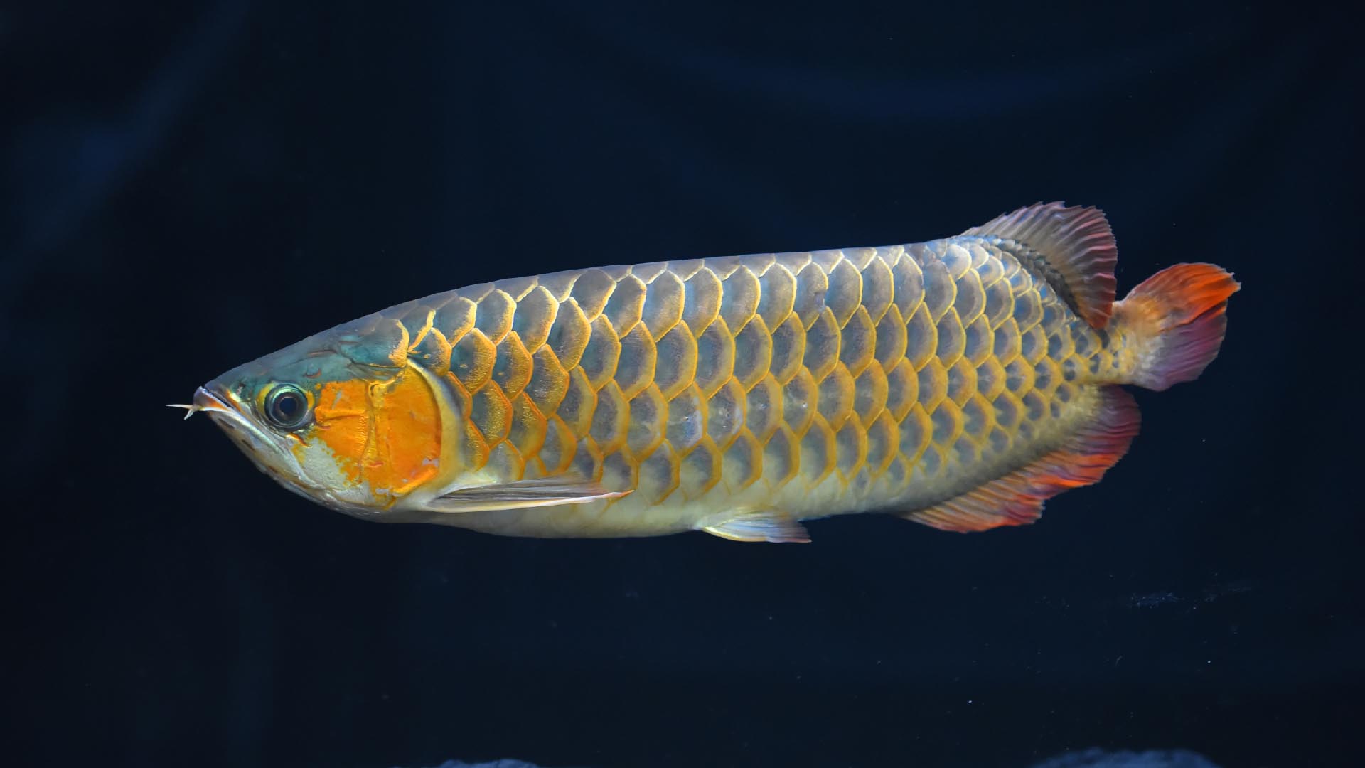 アジアアロワナ