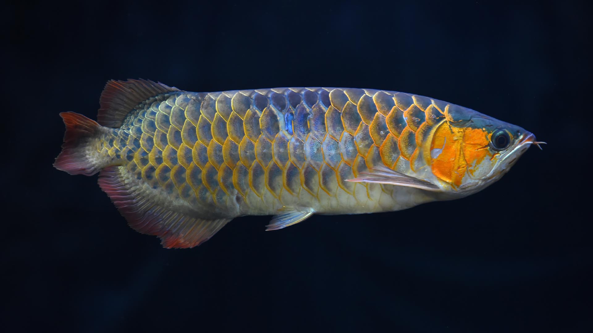 アジアアロワナ