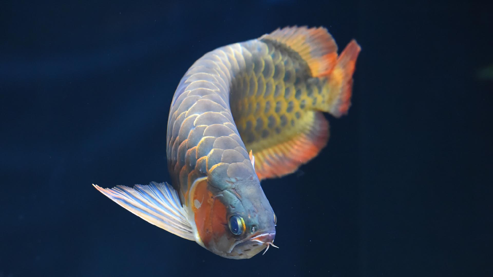 アジアアロワナ