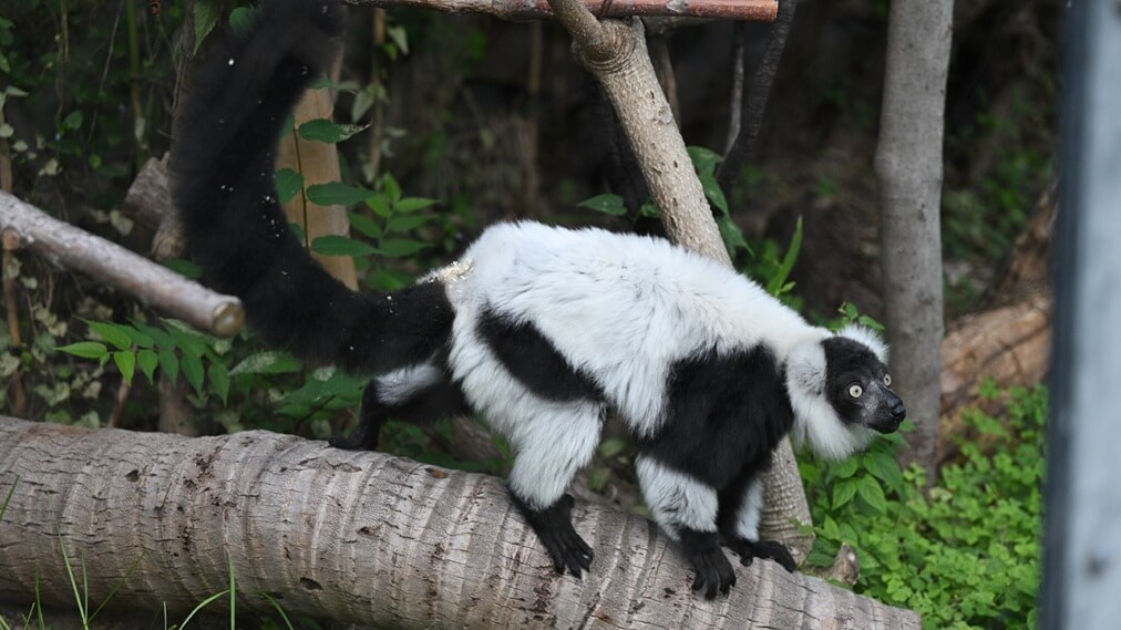 クロシロエリマキキツネザル