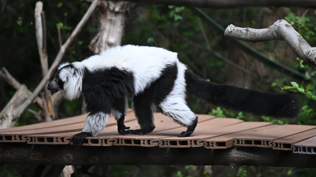 クロシロエリマキキツネザル