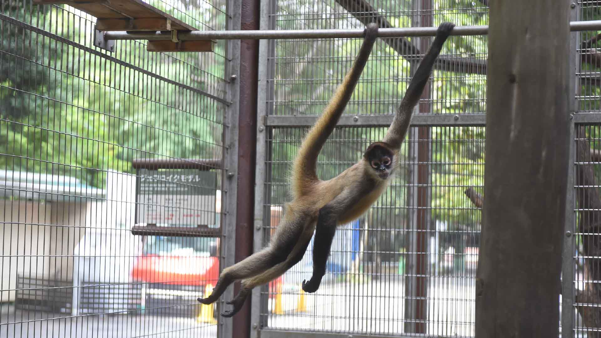 ジェフロイクモザル