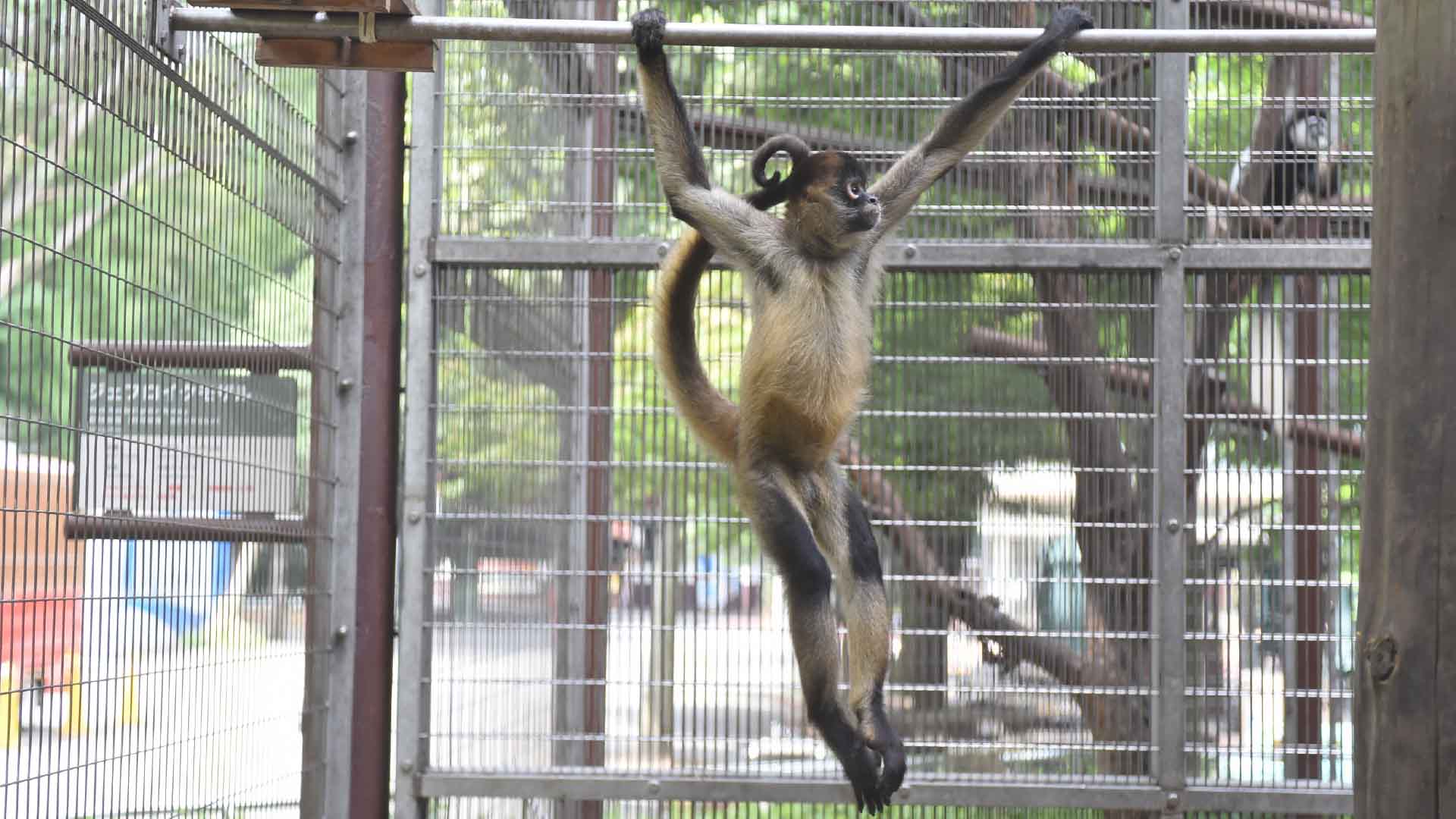 ジェフロイクモザル