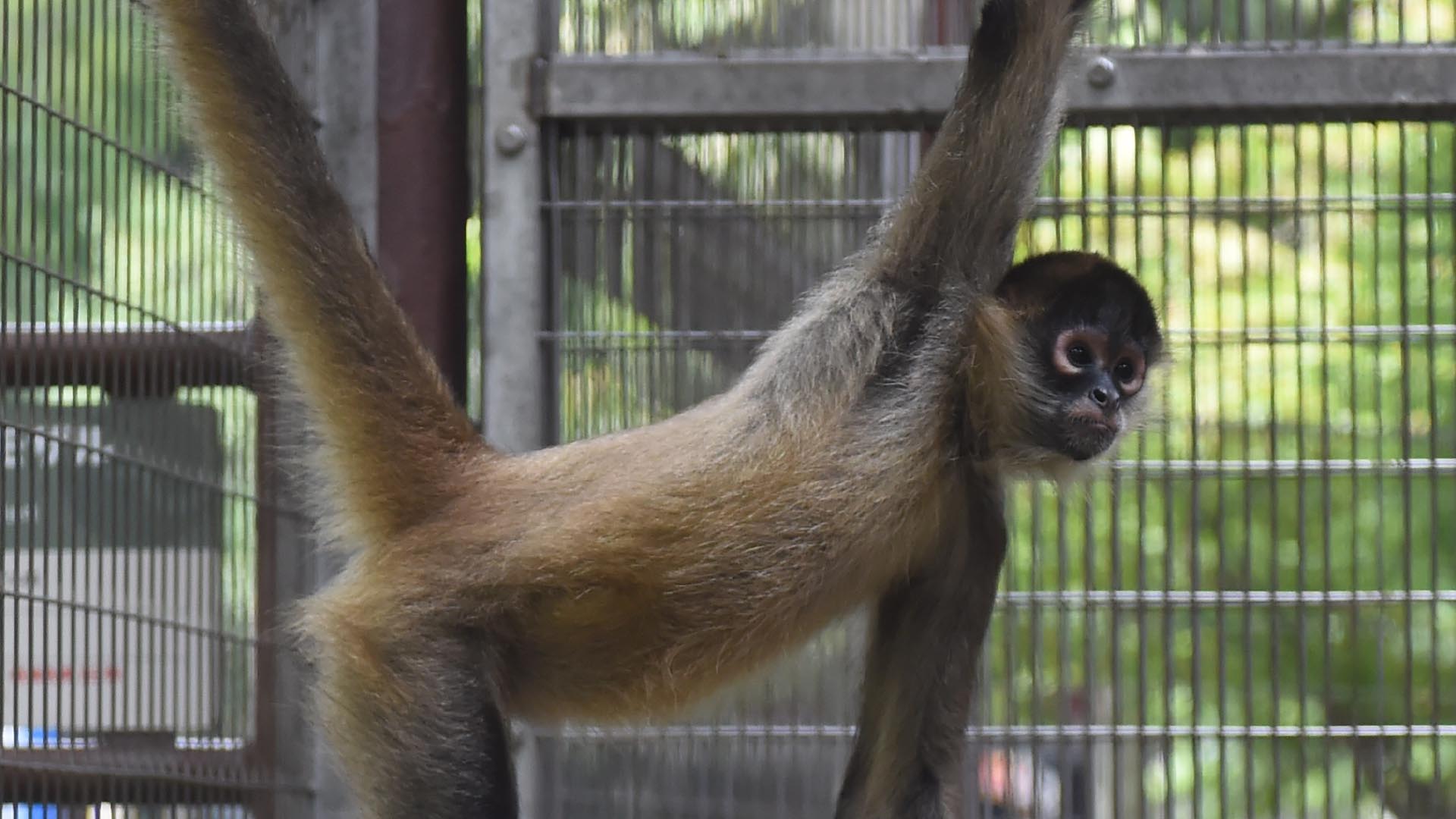 ジェフロイクモザル