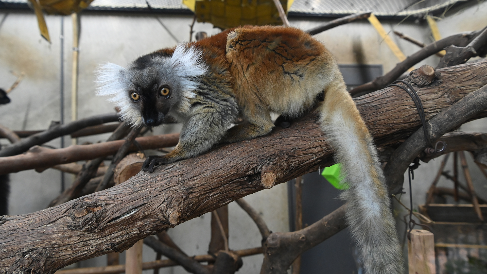 クロキツネザル