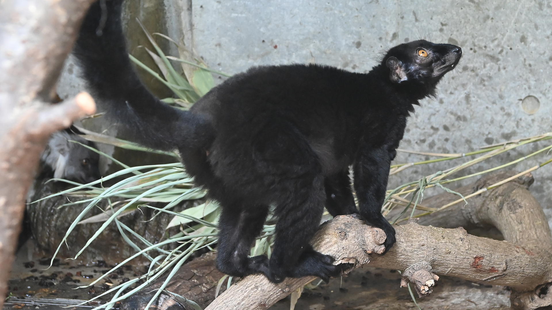 クロキツネザル