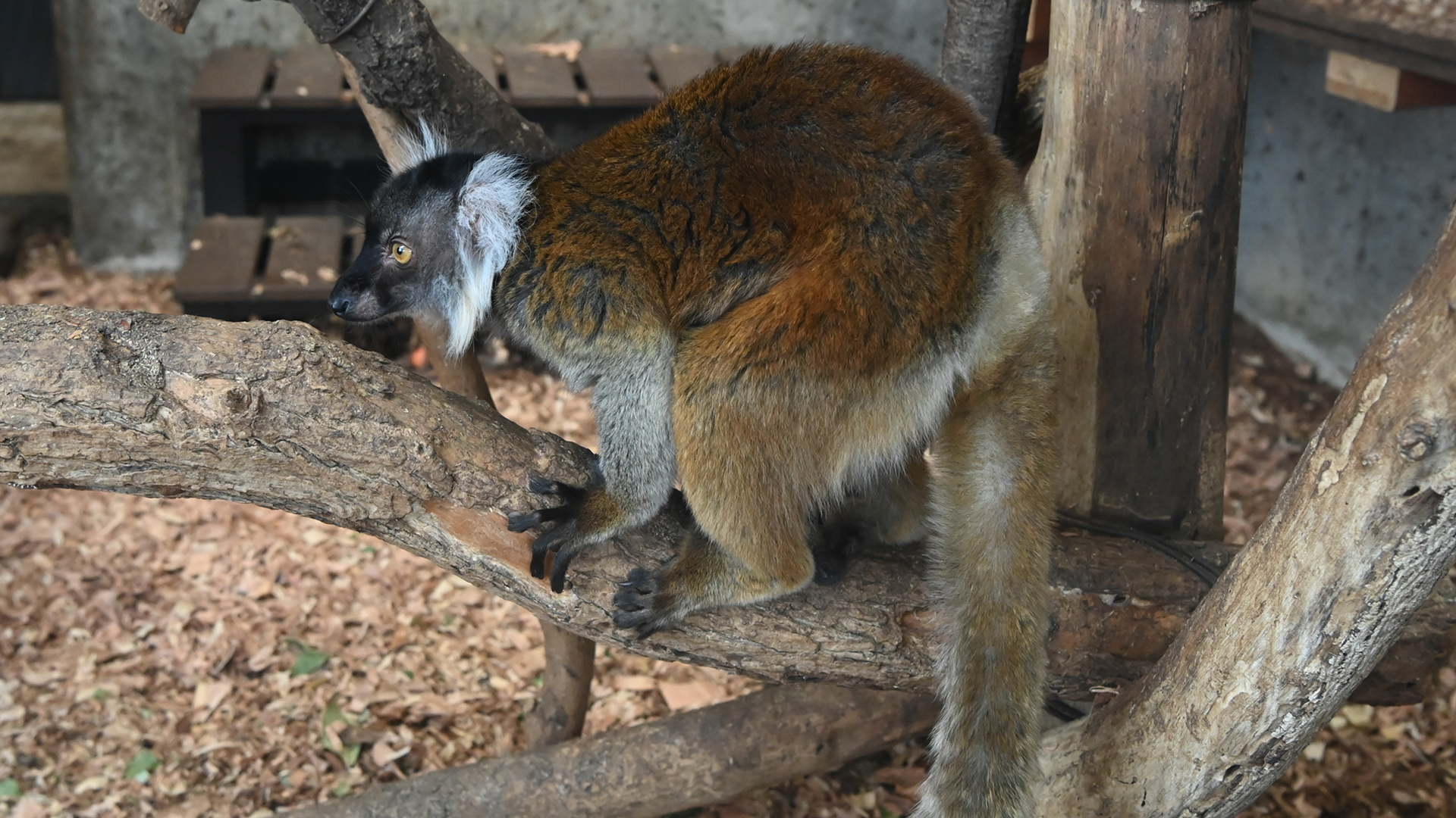 クロキツネザル