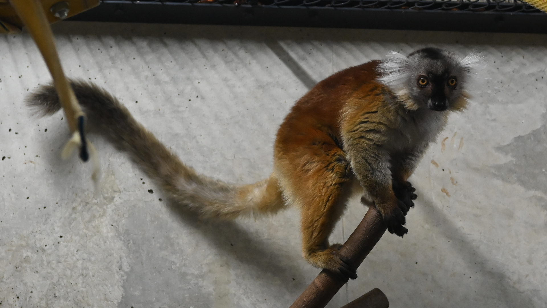 クロキツネザル