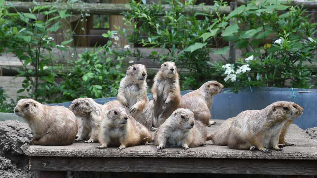 オグロプレーリードッグ