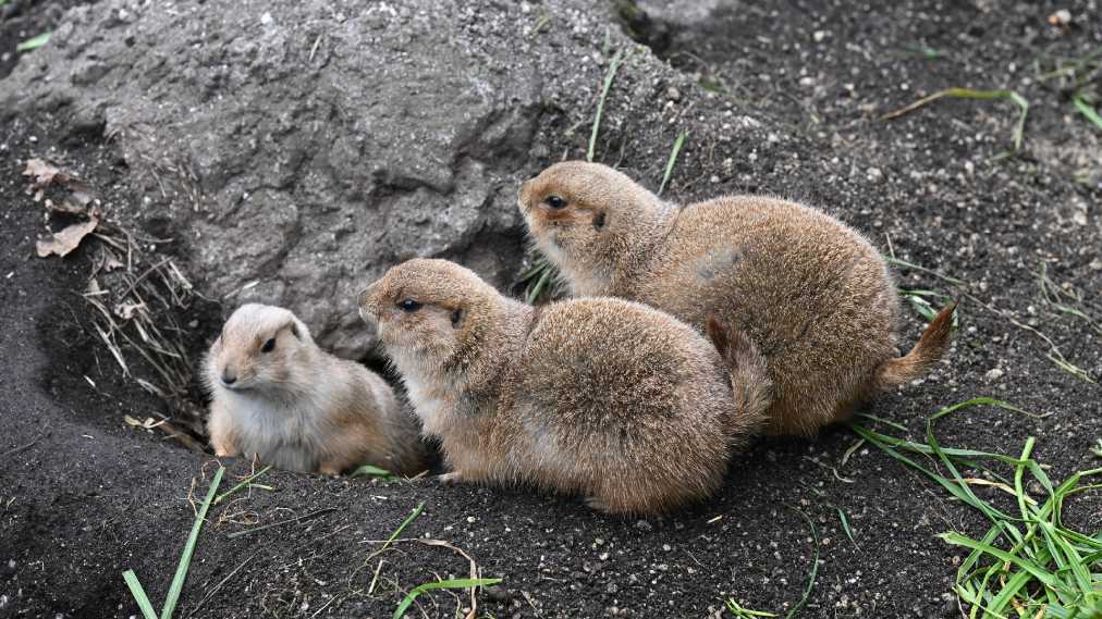 プレーリードッグ