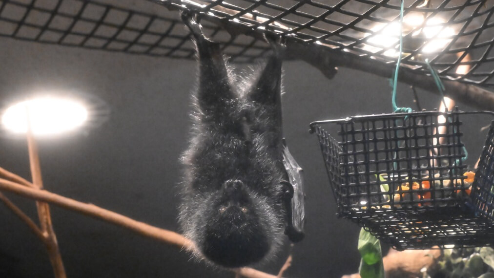 オガサワラオオコウモリ