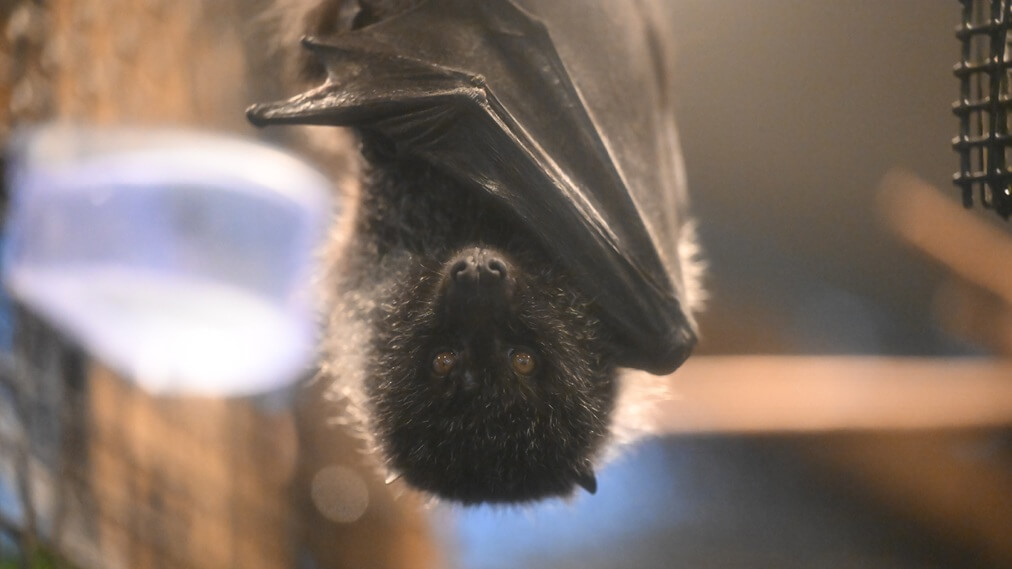 オガサワラオオコウモリ