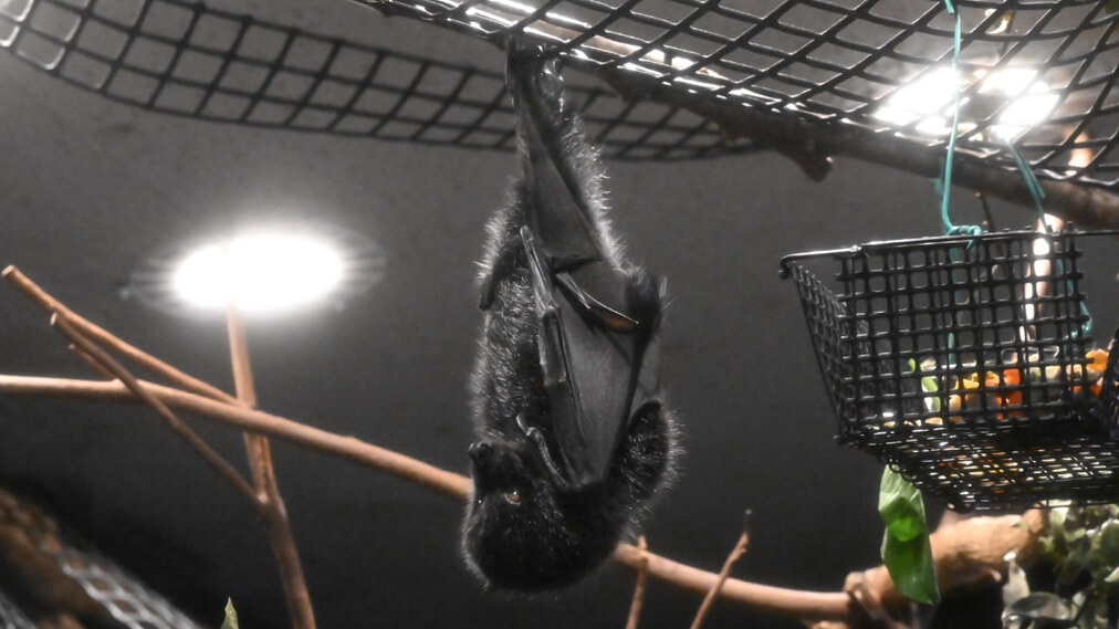 オガサワラオオコウモリ