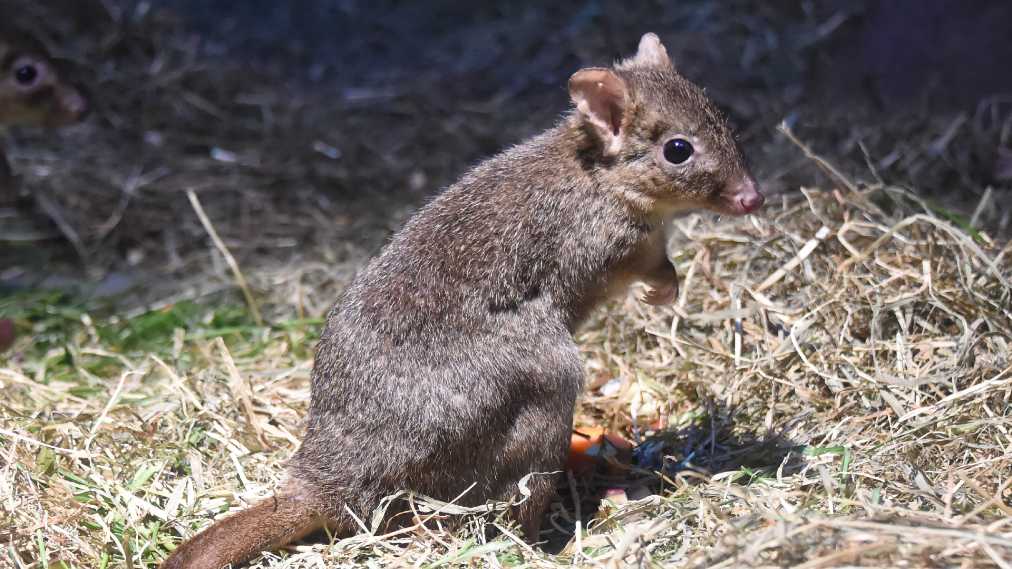 フサオネズミカンガルー
