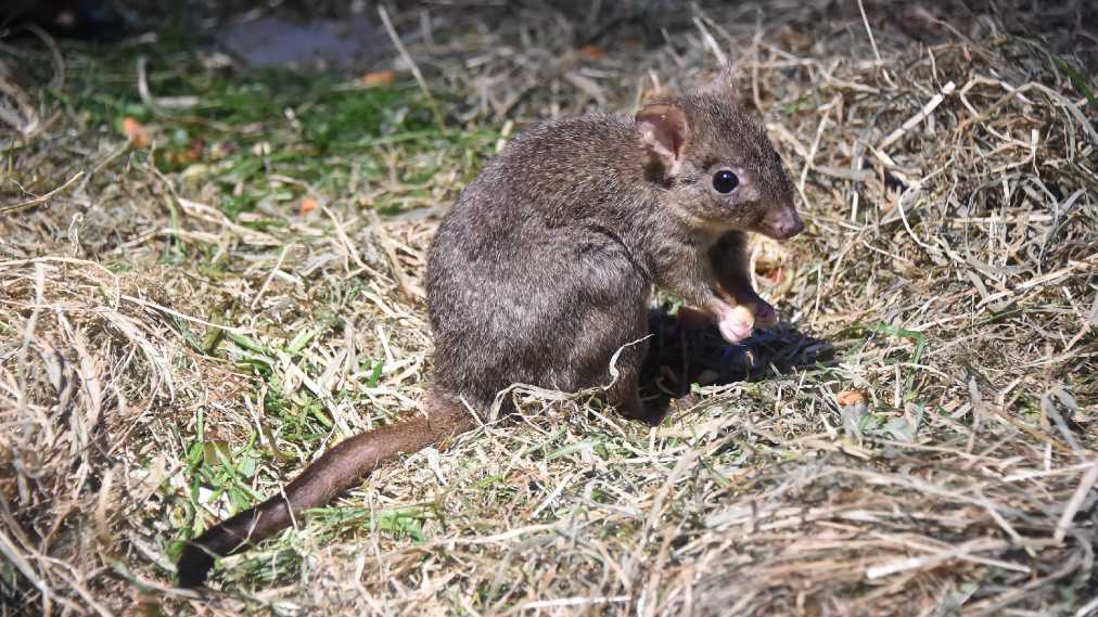 フサオネズミカンガルー