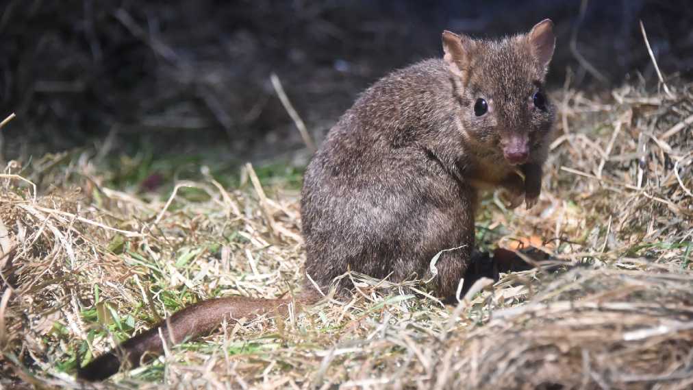 フサオネズミカンガルー