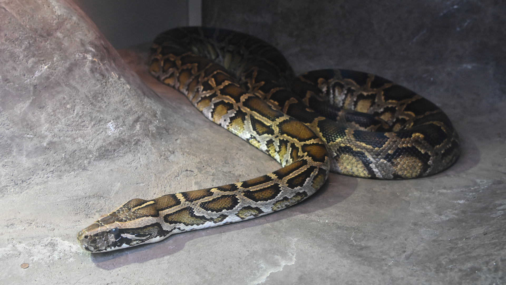 ビルマニシキヘビ