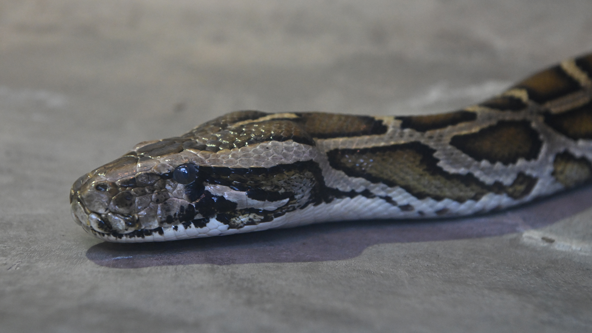 ビルマニシキヘビ