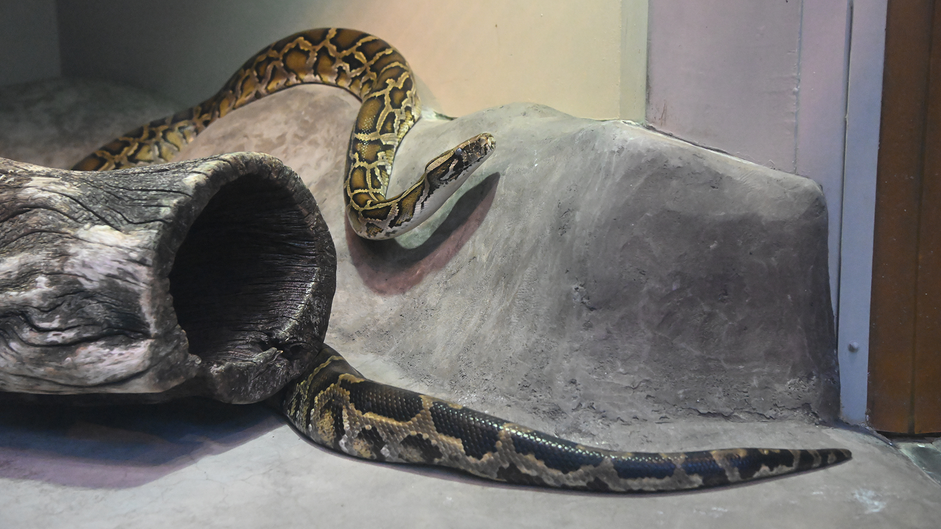 ビルマニシキヘビ