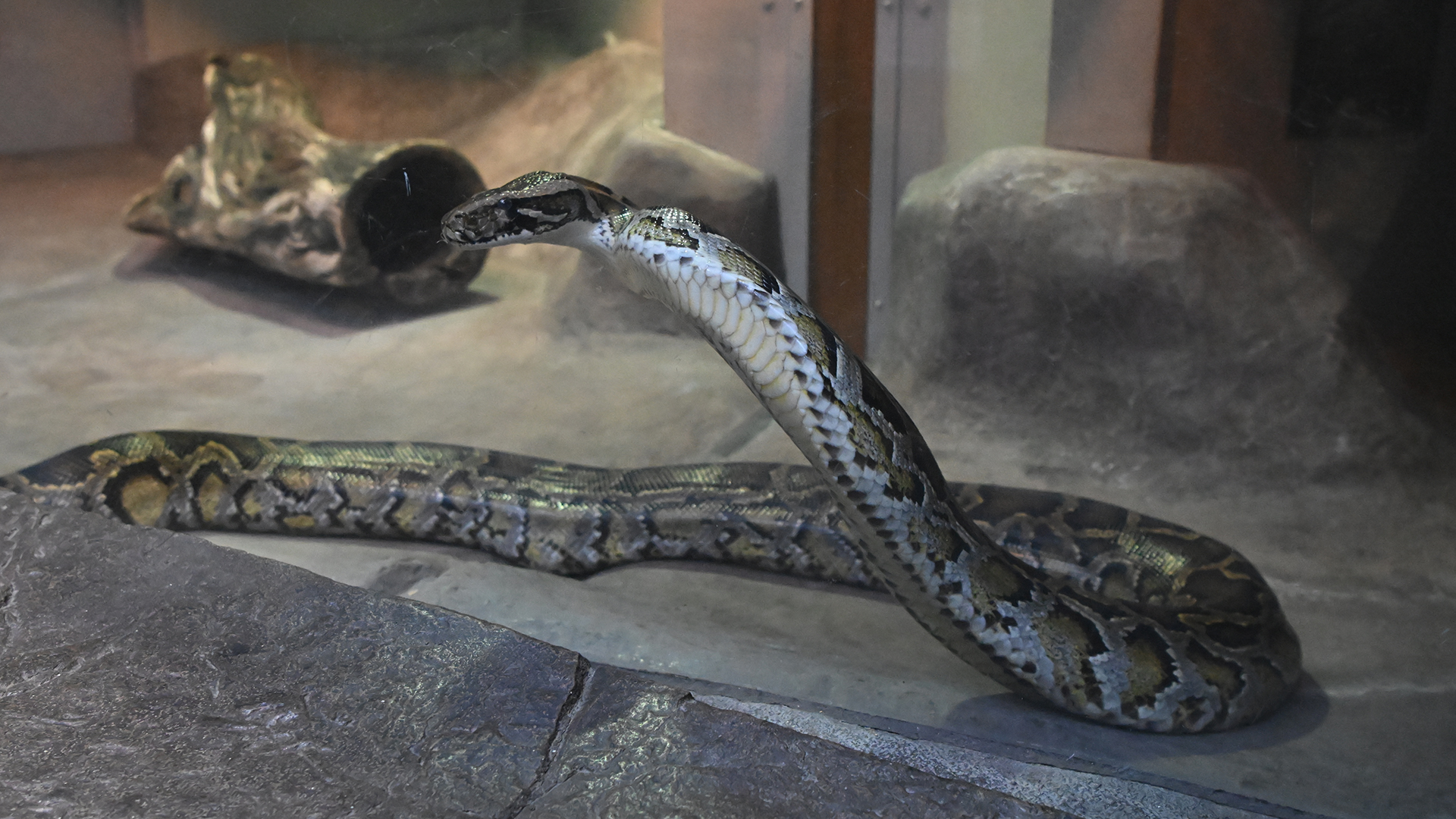 ビルマニシキヘビ