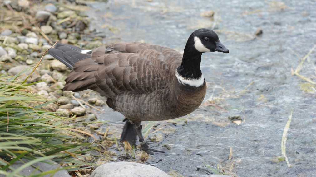 シジュウカラガン1