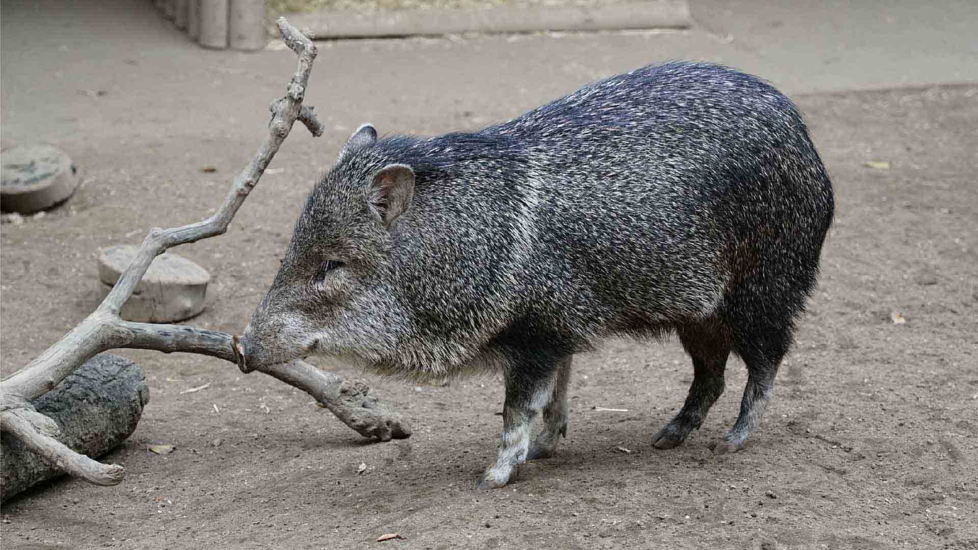 クビワペッカリー