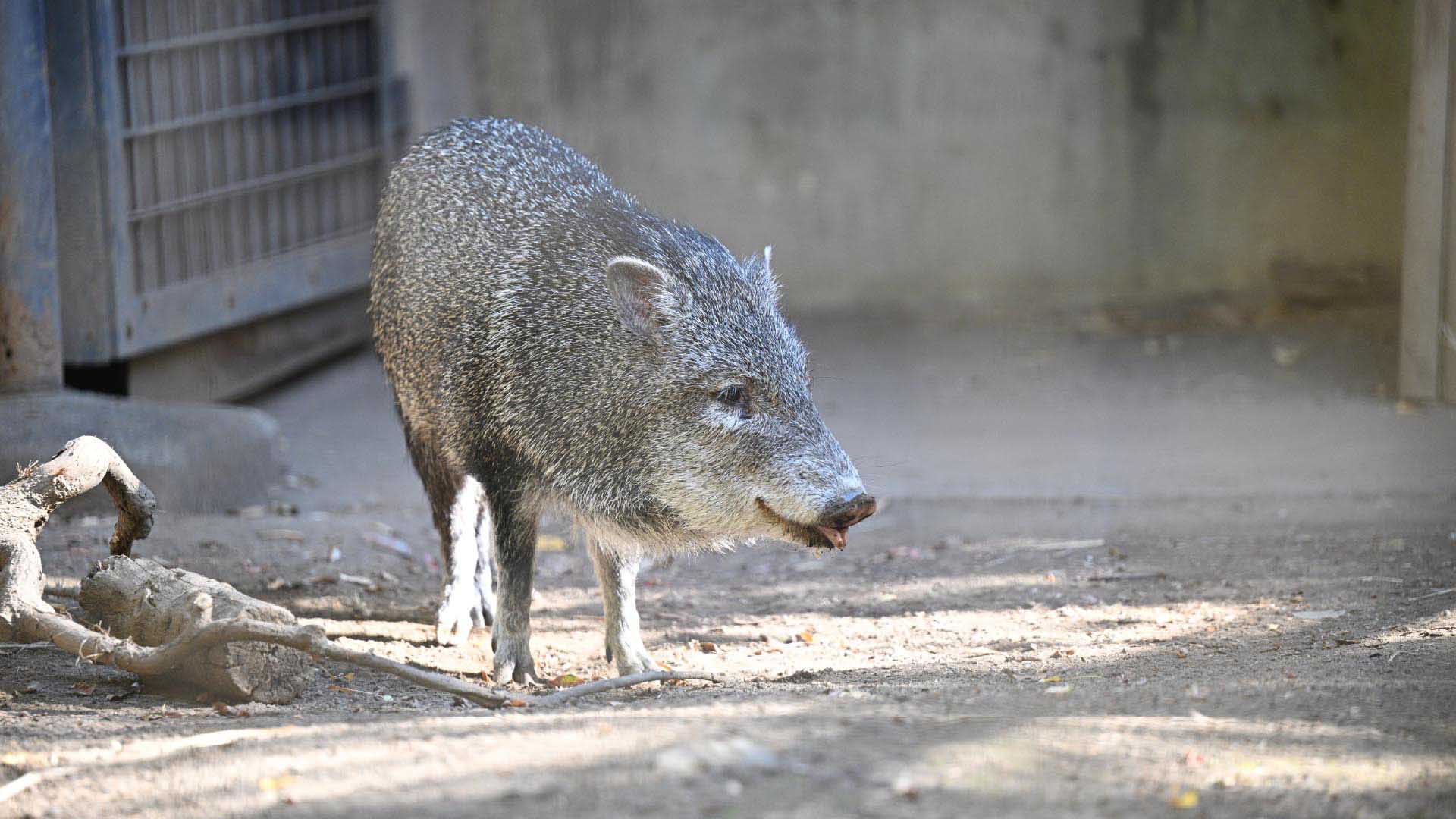 クビワペッカリー