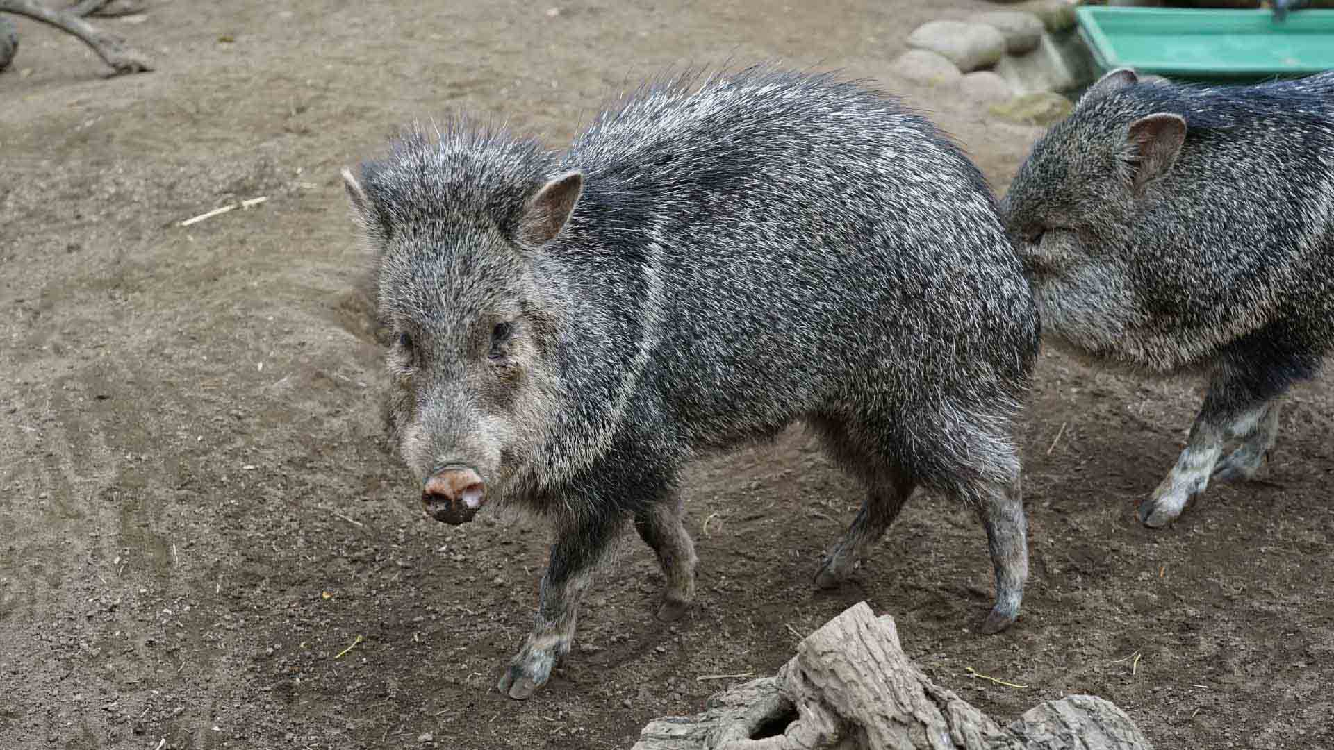 クビワペッカリー