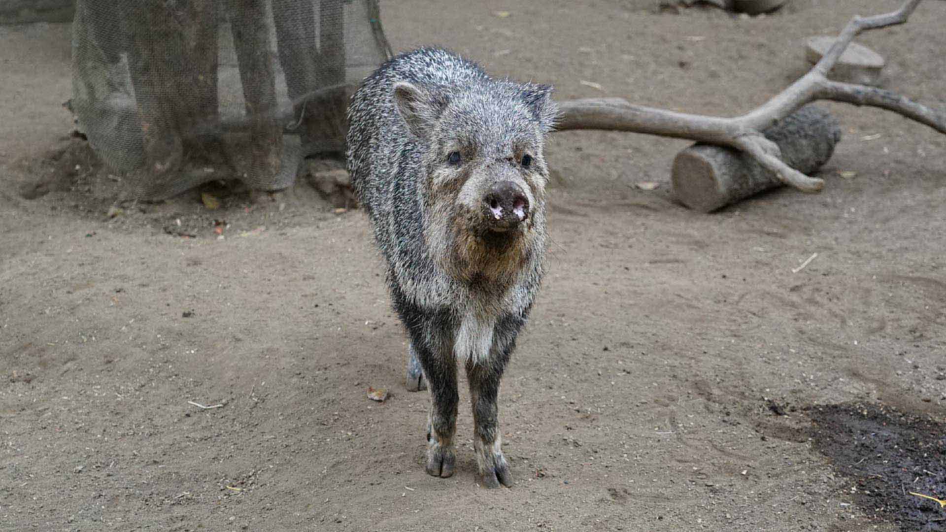 クビワペッカリー