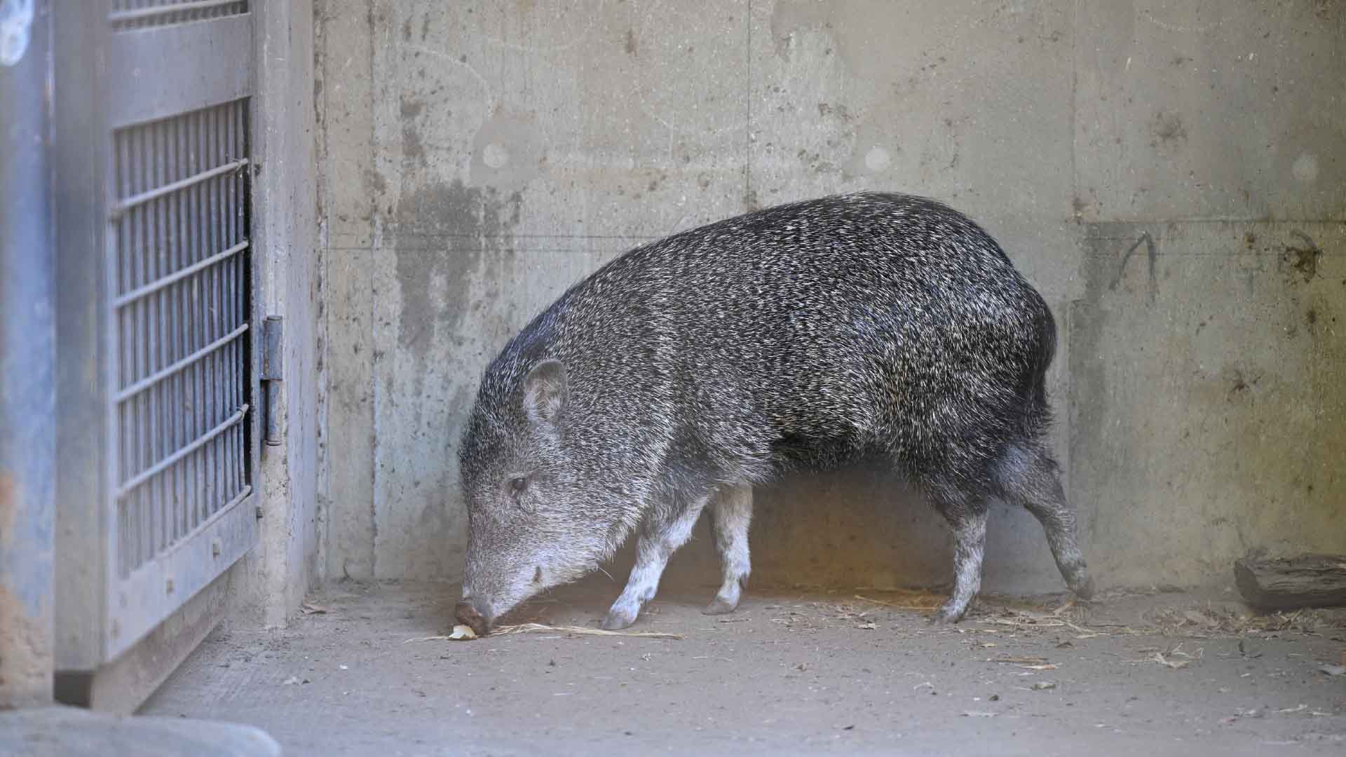 クビワペッカリー