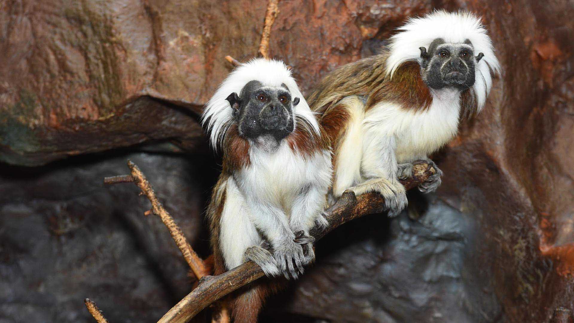 ワタボウシタマリン