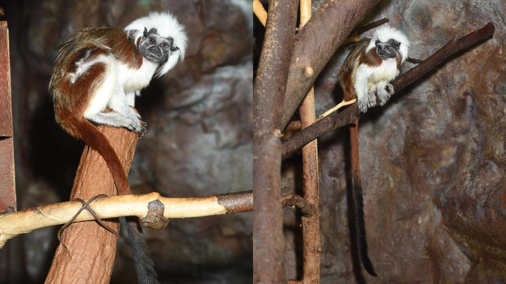 ワタボウシタマリン