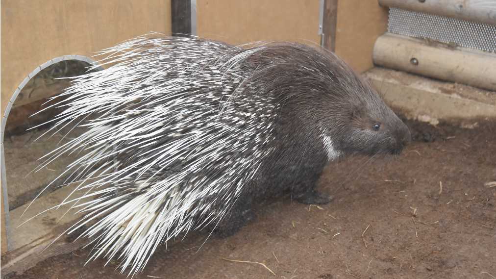 アフリカタテガミヤマアラシ