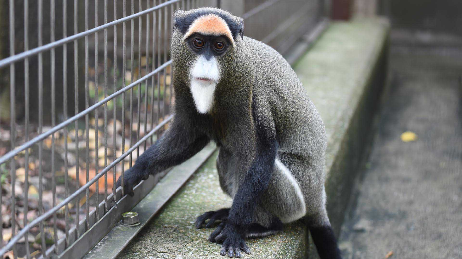 ブラッザグエノン