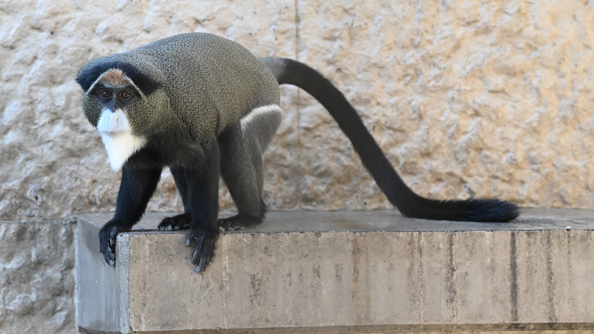 ブラッザグエノン