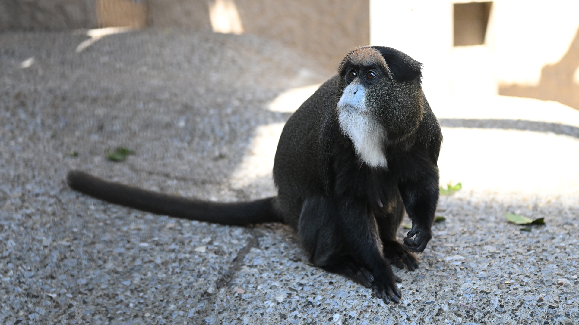 ブラッザグエノン