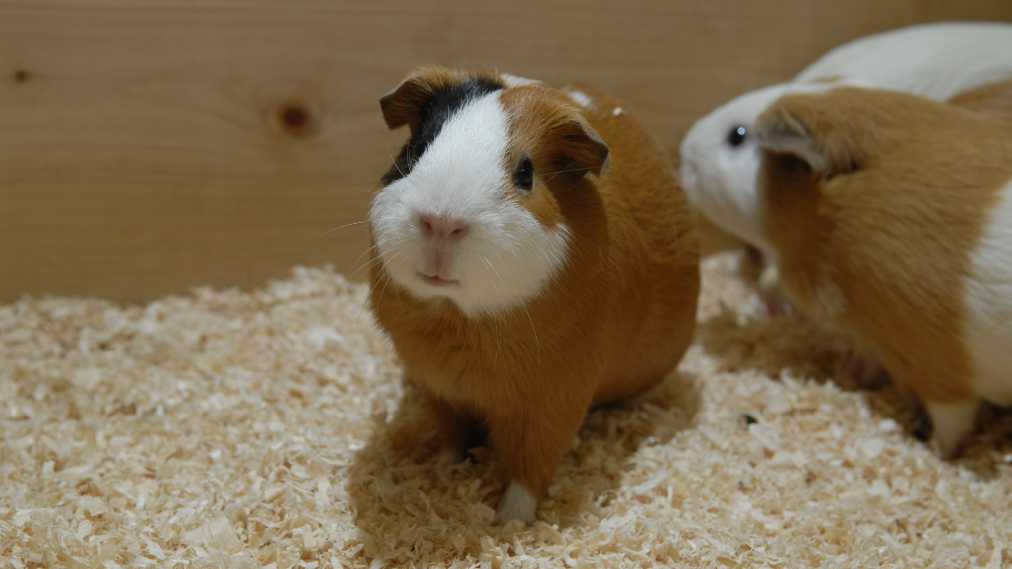 テンジクネズミ