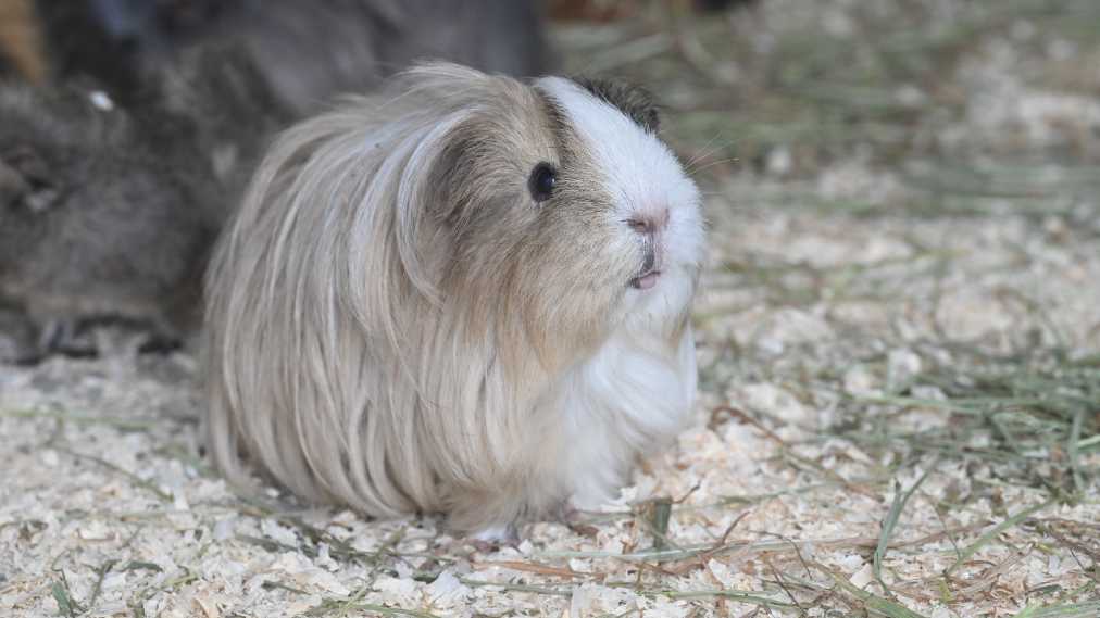 テンジクネズミ3