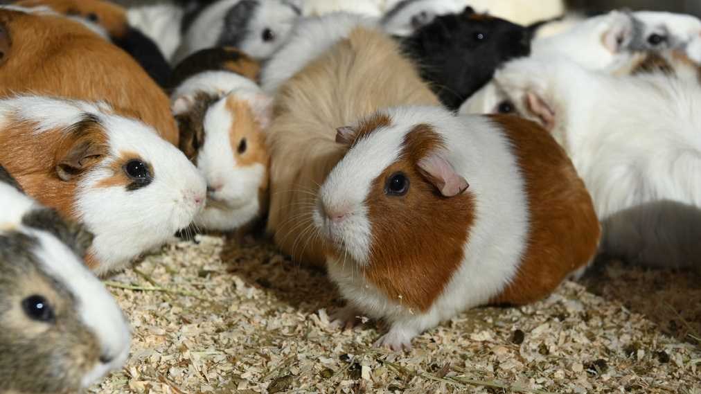 テンジクネズミ4