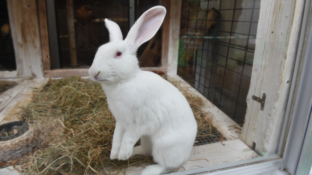 カイウサギ