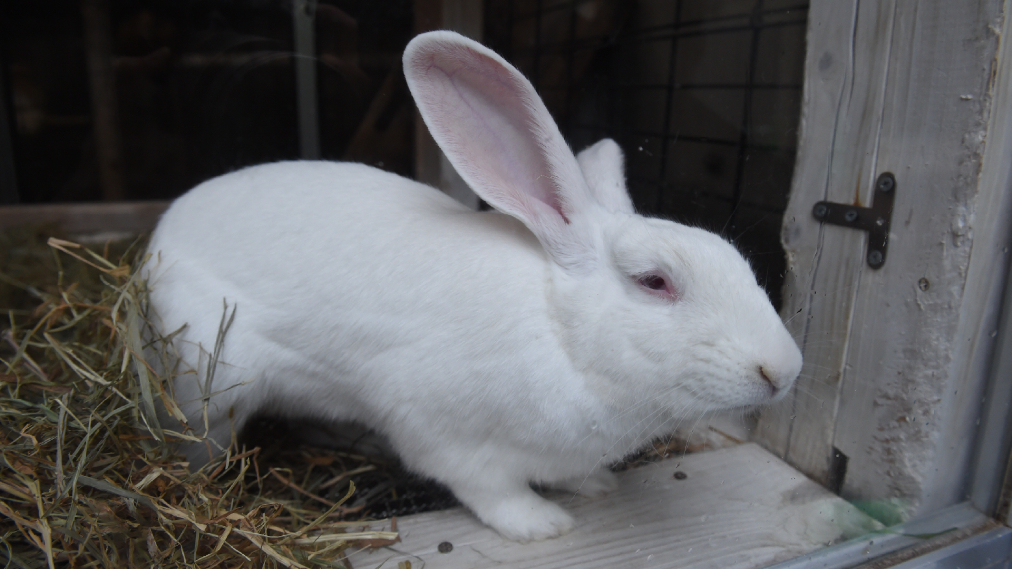 カイウサギ