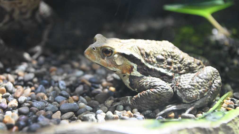 アズマヒキガエル