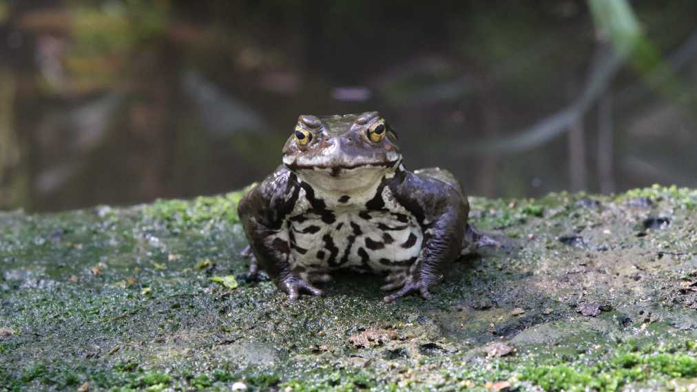 アズマヒキガエル