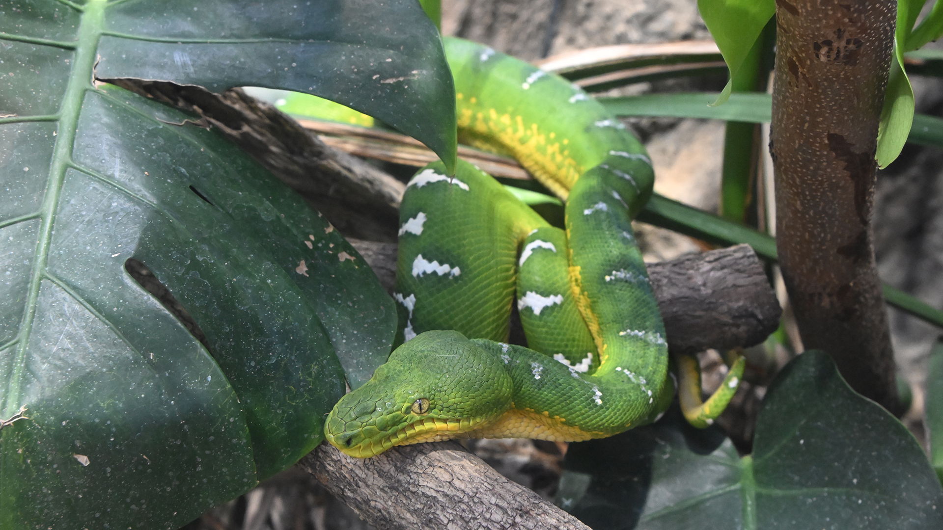 エメラルドツリーボア