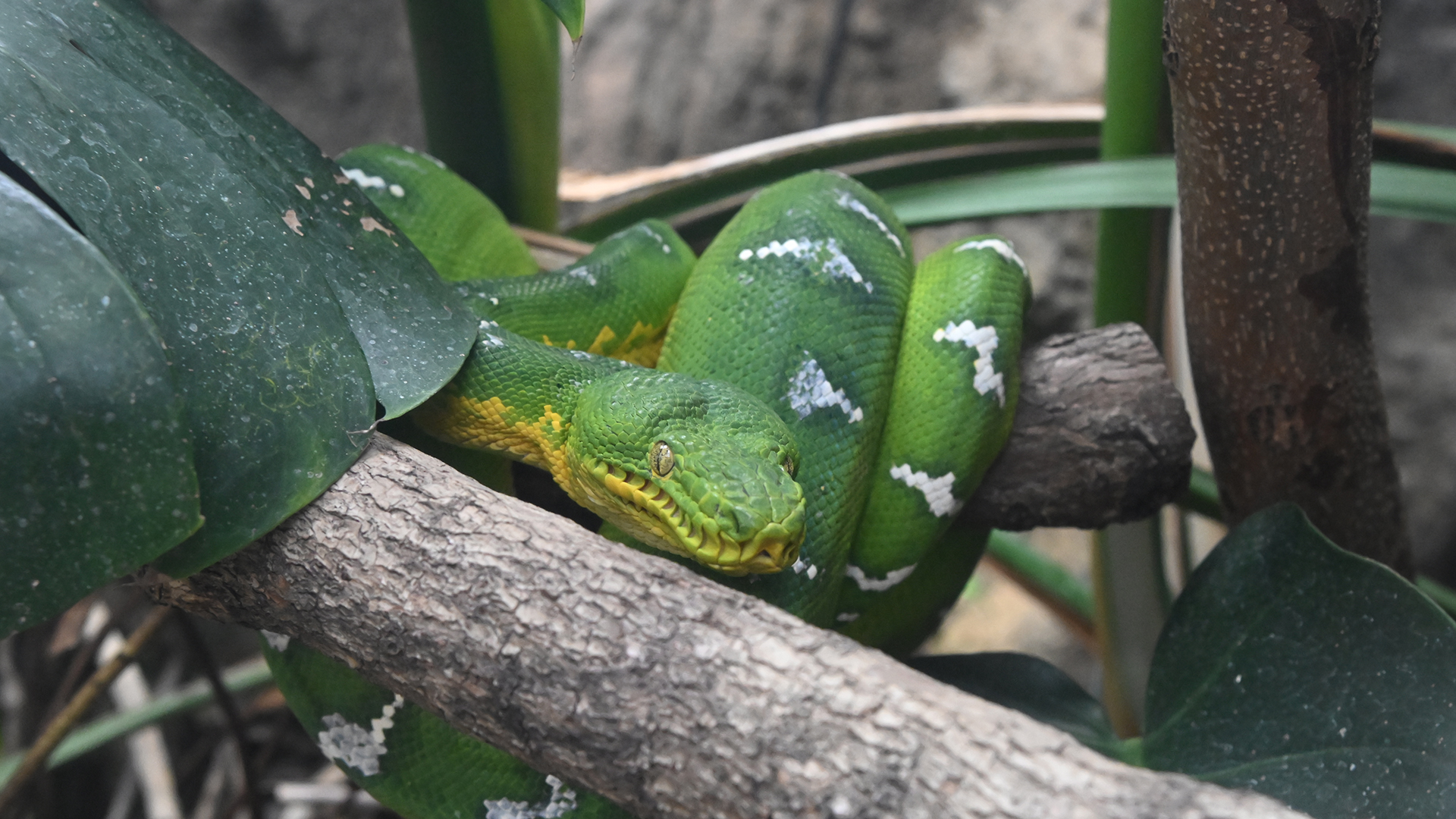 エメラルドツリーボア