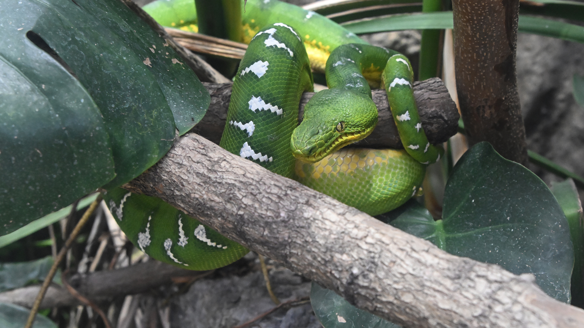 エメラルドツリーボア