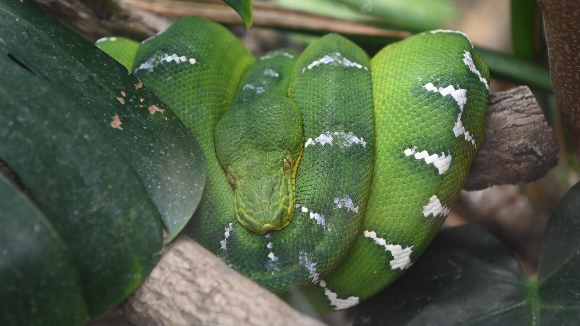 エメラルドツリーボア