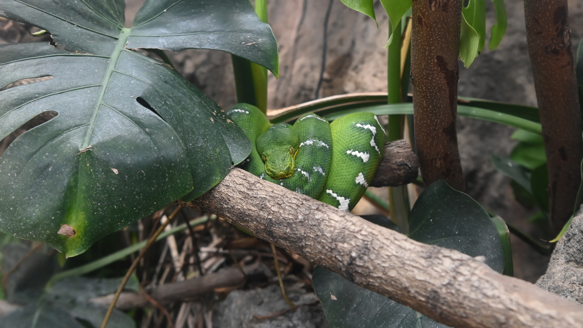 エメラルドツリーボア