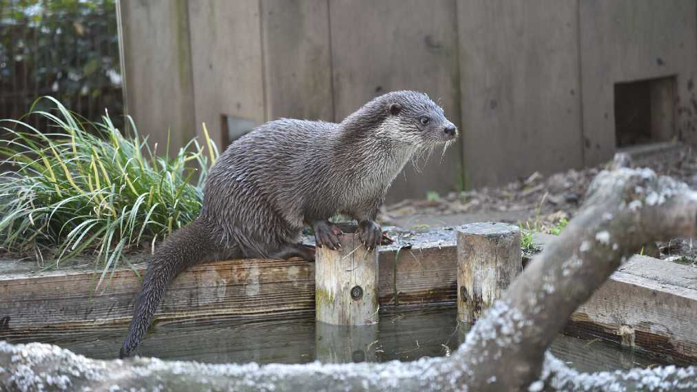 ユーラシアカワウソ